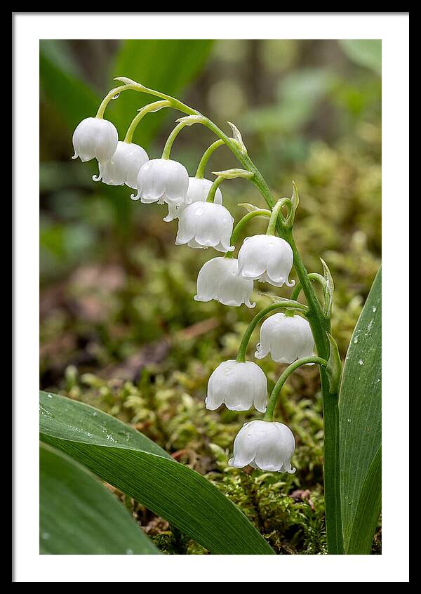 Lily Of The Valley