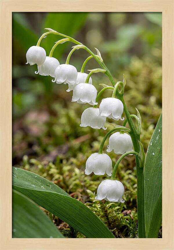 Lily Of The Valley