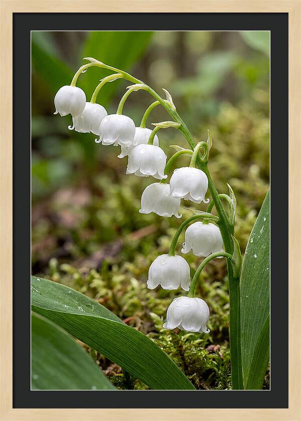 Lily Of The Valley