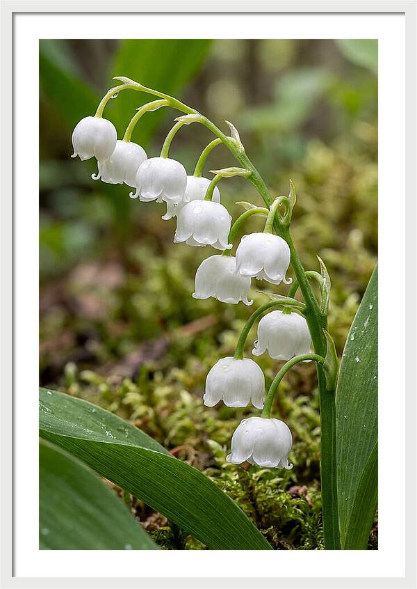 Lily Of The Valley