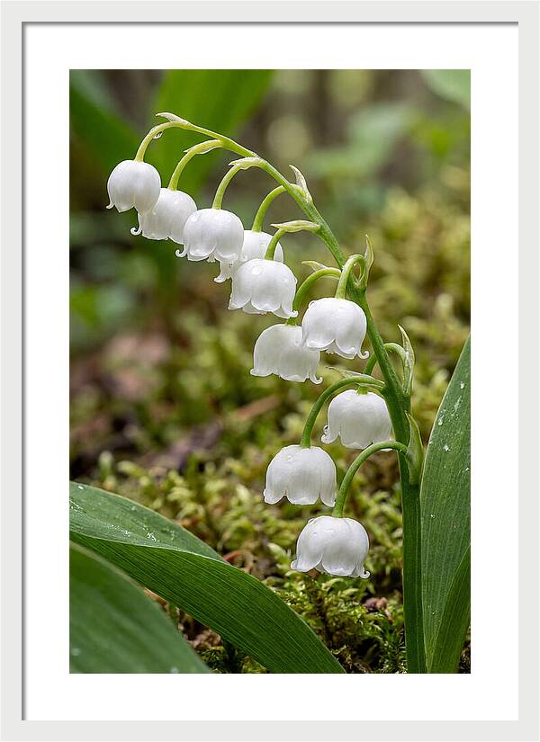 Lily Of The Valley
