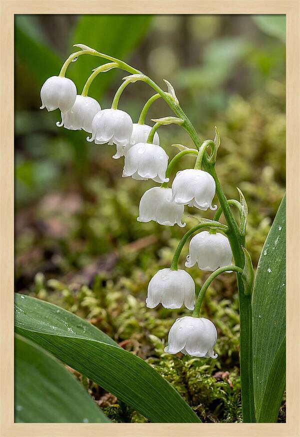 Lily Of The Valley