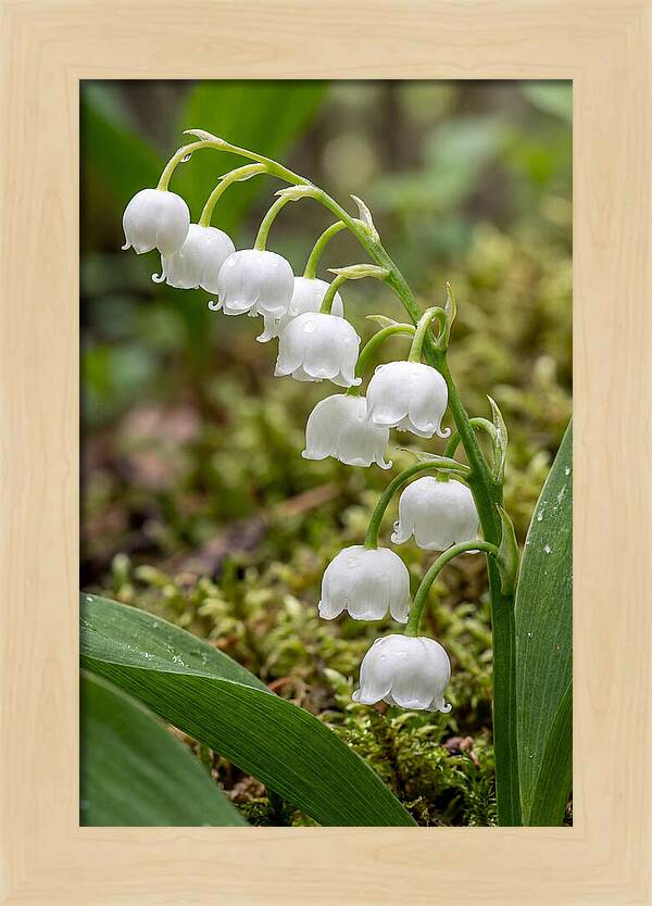 Lily Of The Valley