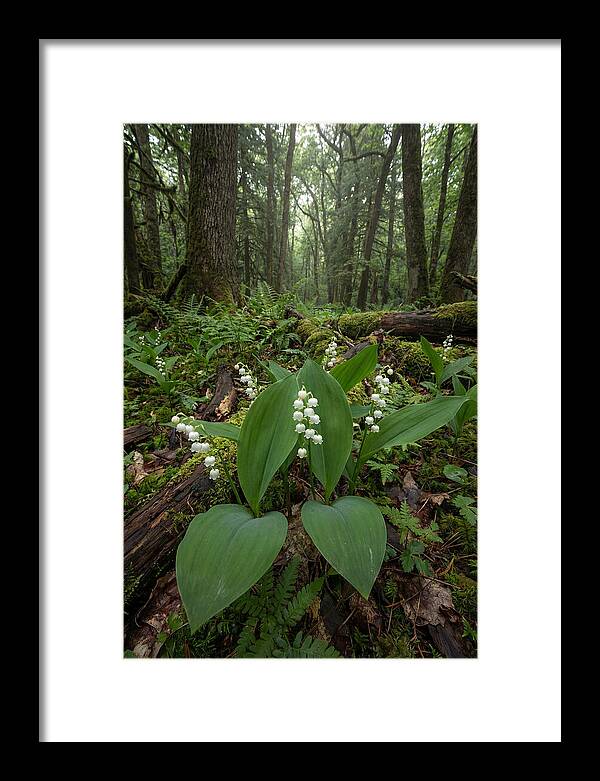 Lily Of The Valley In The Forest