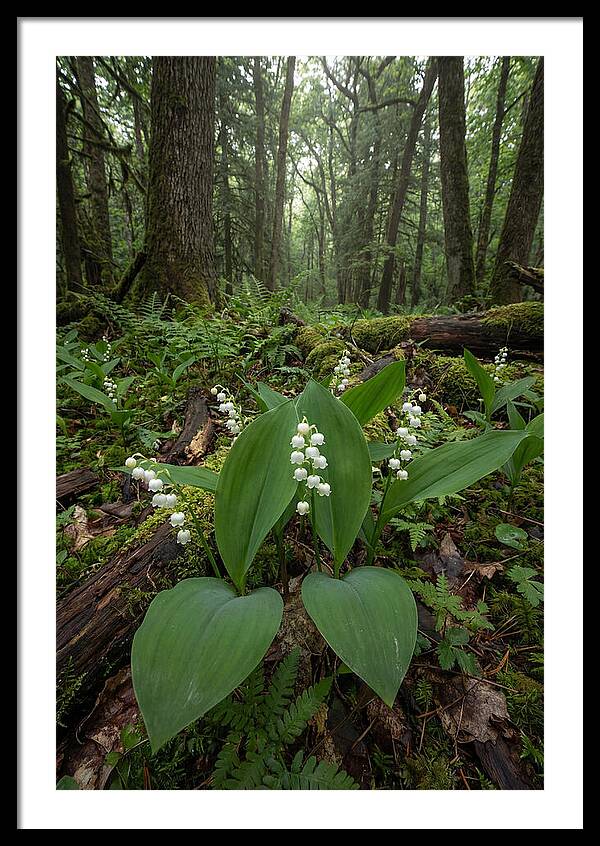 Lily Of The Valley In The Forest