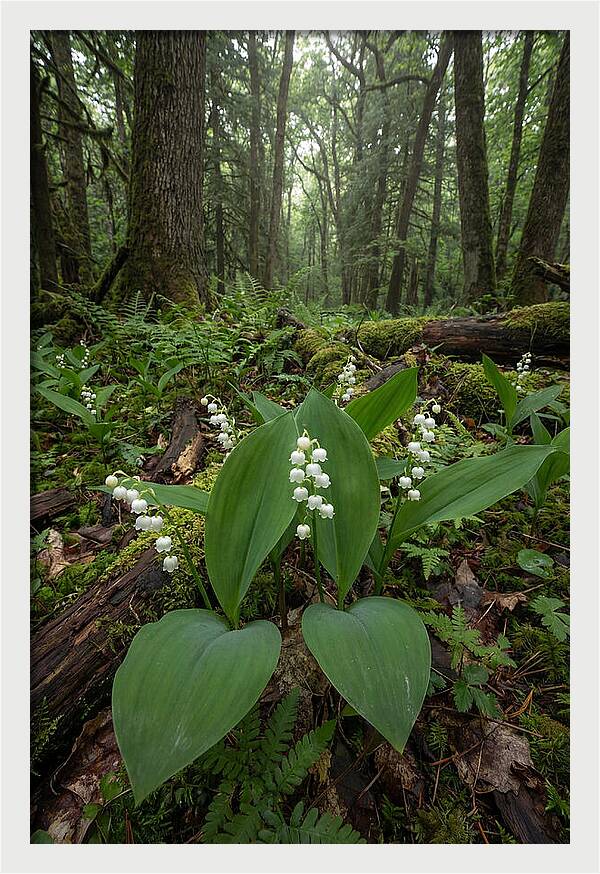 Lily Of The Valley In The Forest