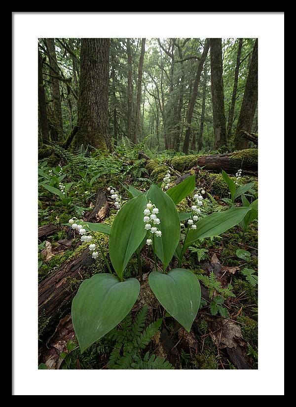 Lily Of The Valley In The Forest
