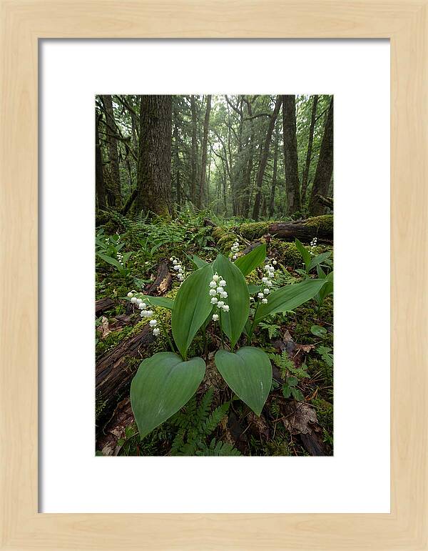 Lily Of The Valley In The Forest