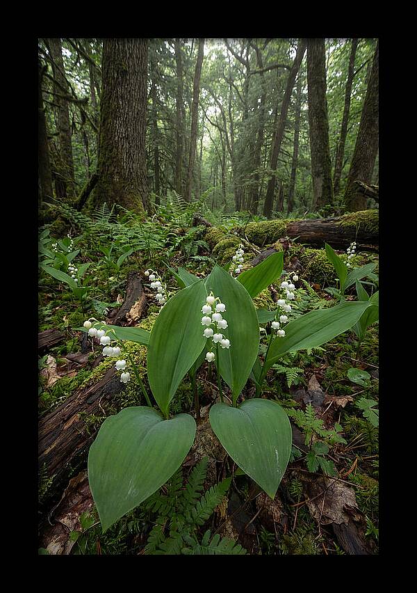 Lily Of The Valley In The Forest