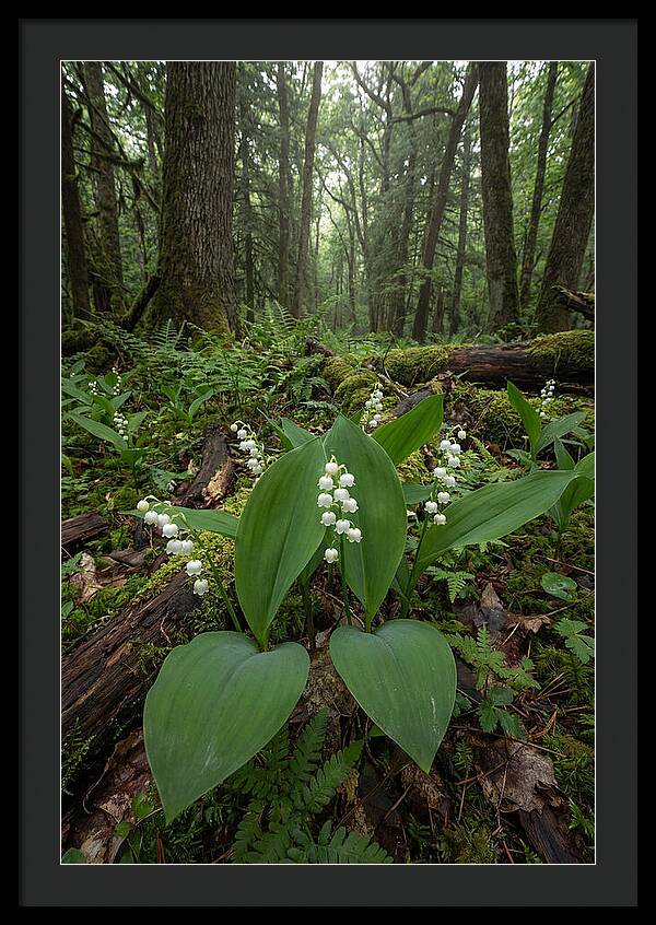 Lily Of The Valley In The Forest