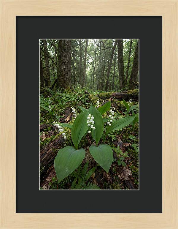 Lily Of The Valley In The Forest