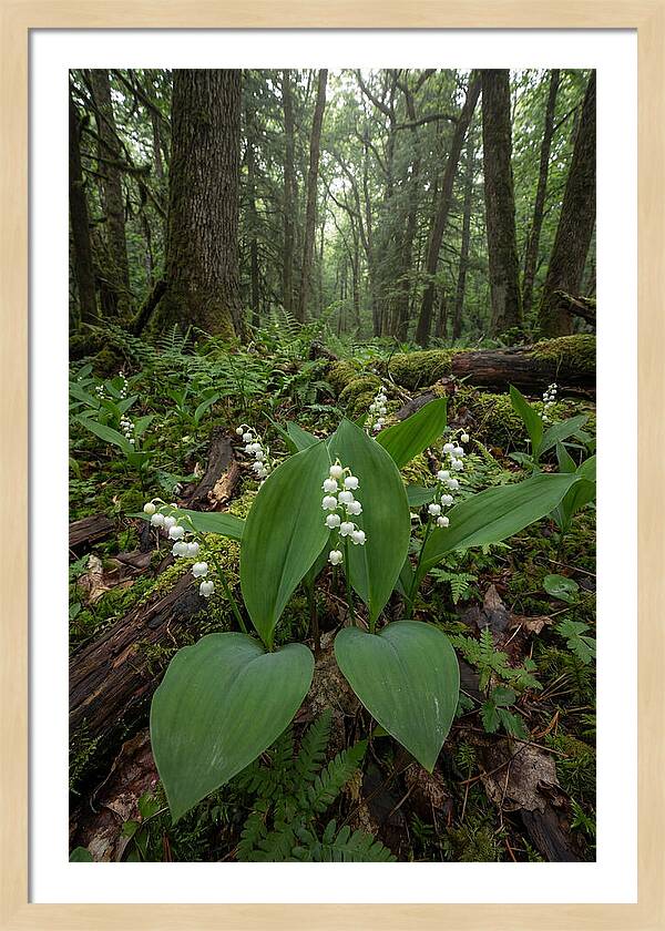 Lily Of The Valley In The Forest