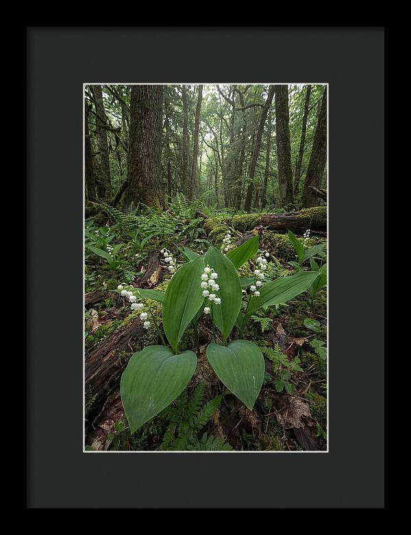 Lily Of The Valley In The Forest