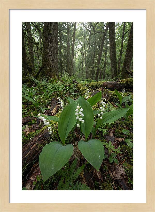 Lily Of The Valley In The Forest