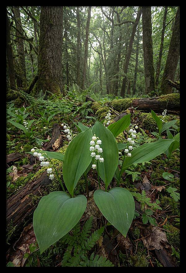 Lily Of The Valley In The Forest