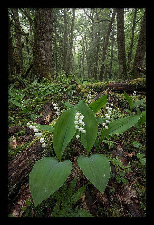 Lily Of The Valley In The Forest
