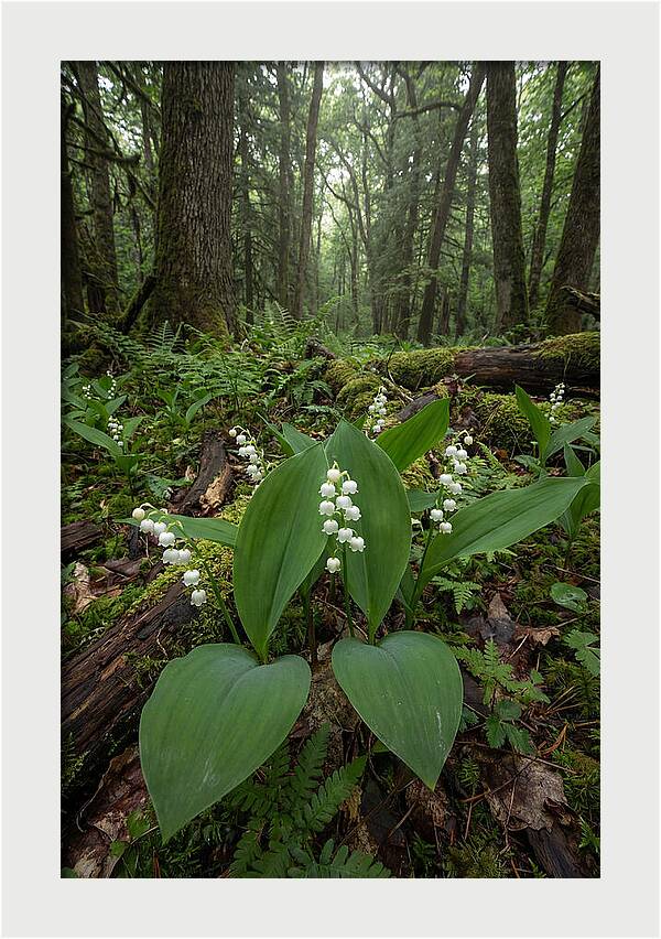 Lily Of The Valley In The Forest