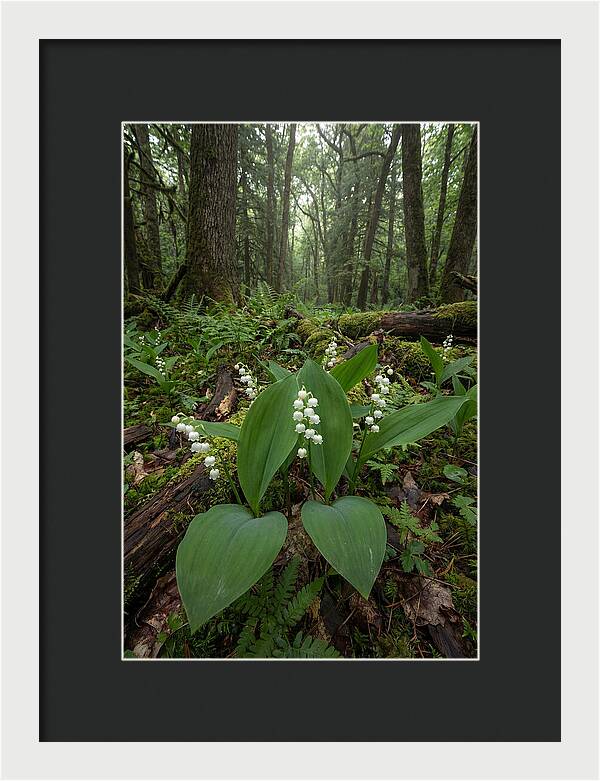 Lily Of The Valley In The Forest