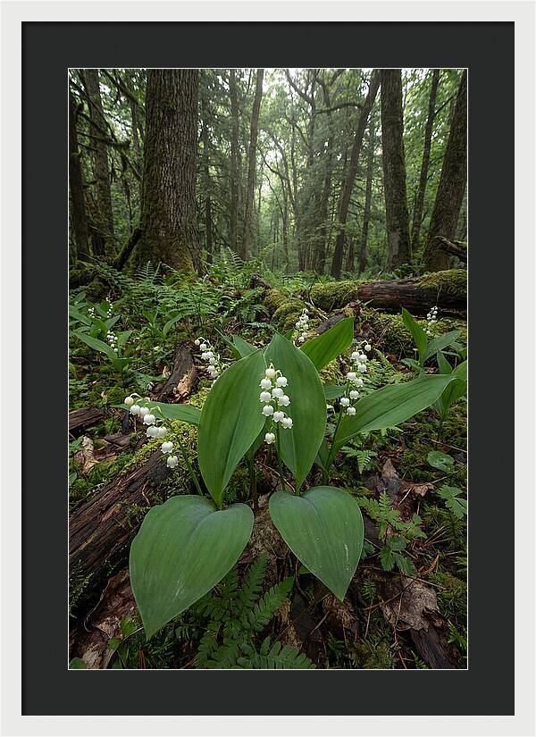 Lily Of The Valley In The Forest