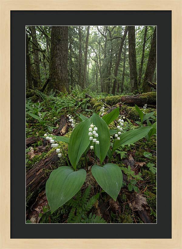 Lily Of The Valley In The Forest