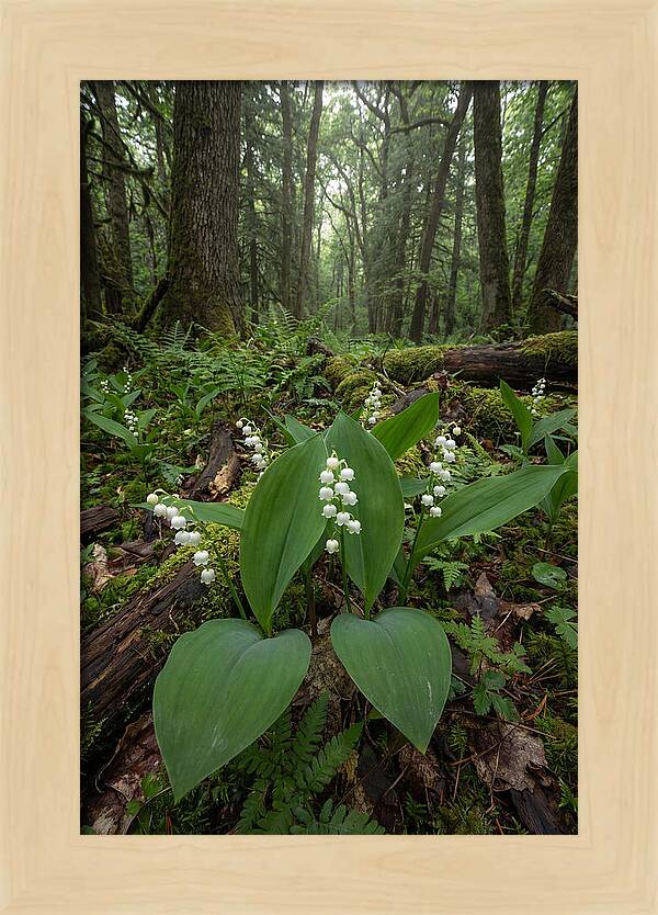 Lily Of The Valley In The Forest