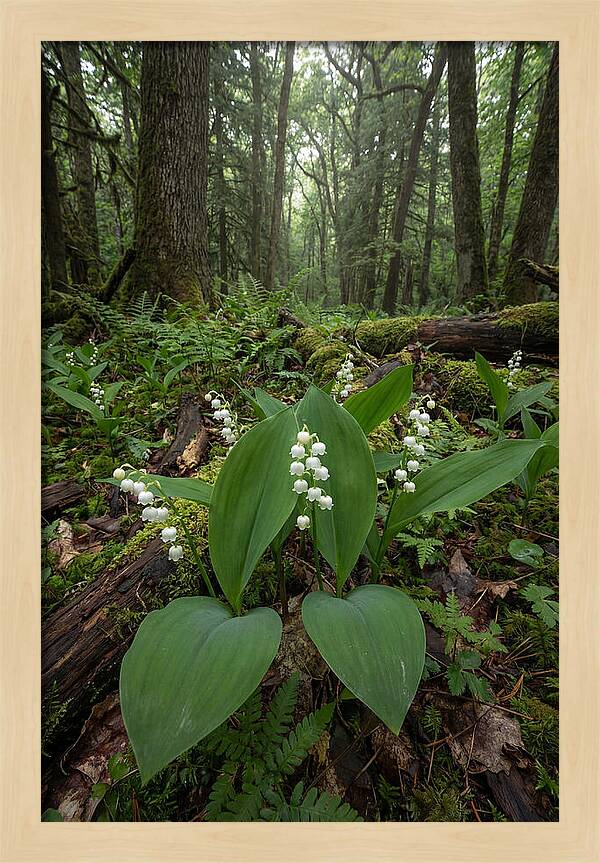 Lily Of The Valley In The Forest