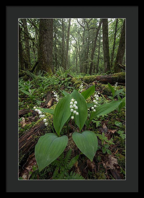 Lily Of The Valley In The Forest