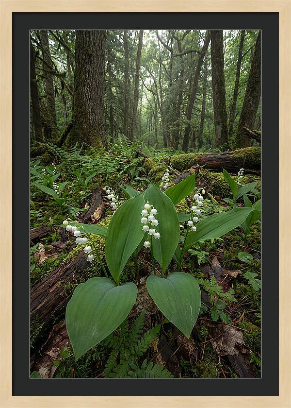 Lily Of The Valley In The Forest