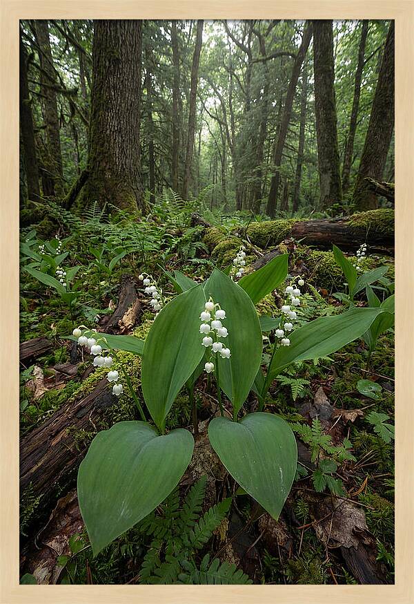 Lily Of The Valley In The Forest