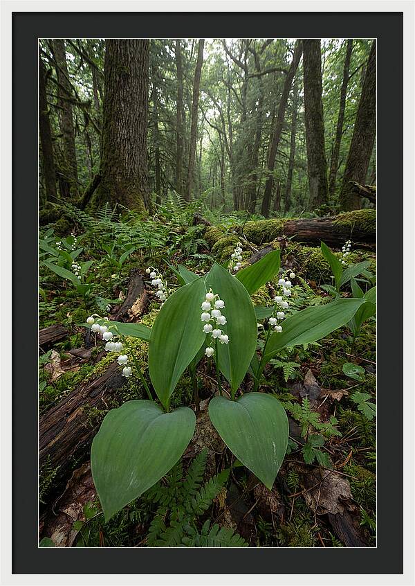 Lily Of The Valley In The Forest