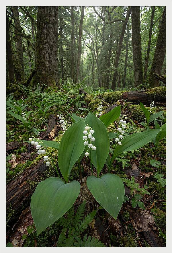 Lily Of The Valley In The Forest