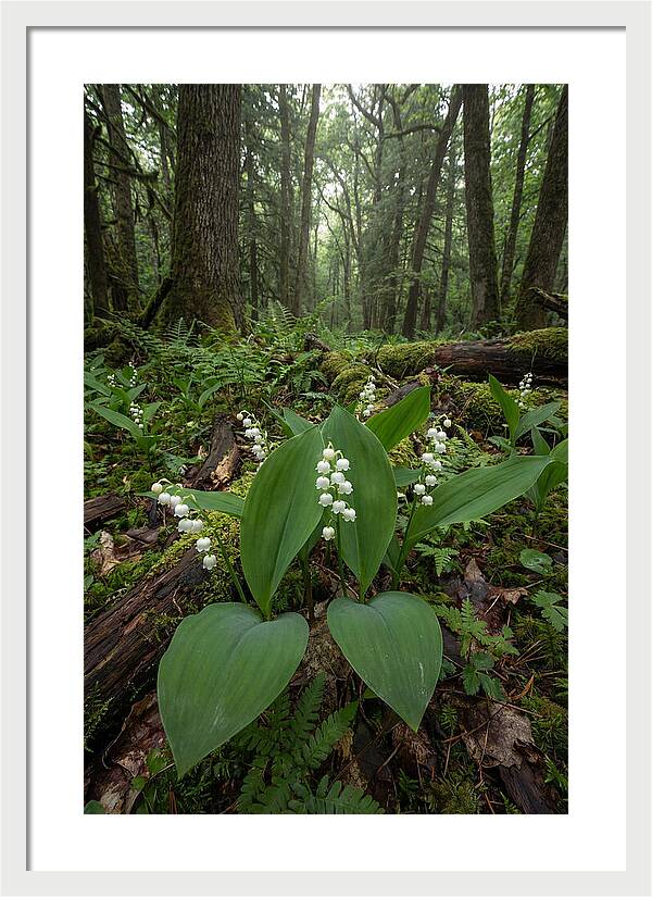 Lily Of The Valley In The Forest