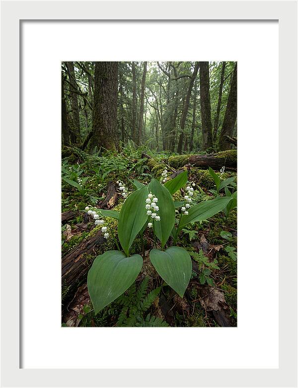 Lily Of The Valley In The Forest