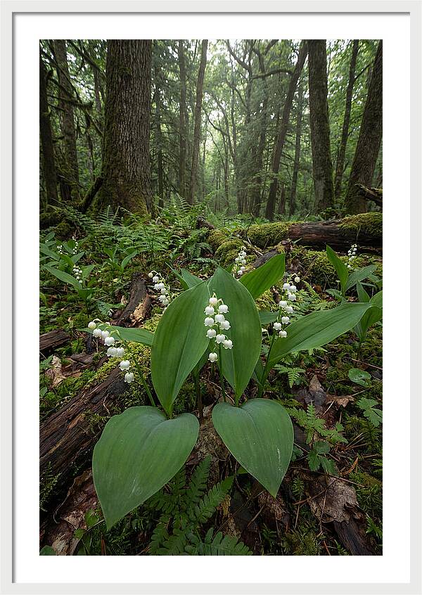 Lily Of The Valley In The Forest
