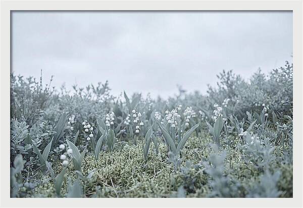Lily Of The Valley Serenity