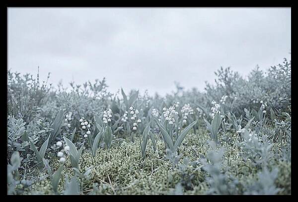 Lily Of The Valley Serenity