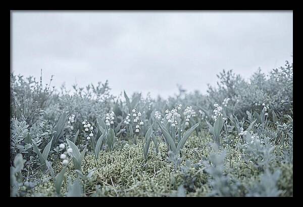 Lily Of The Valley Serenity