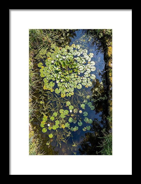 Lily Pond Serenity