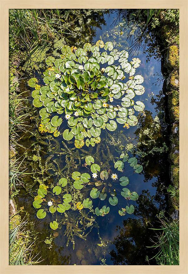 Lily Pond Serenity