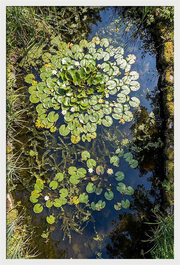 Lily Pond Serenity