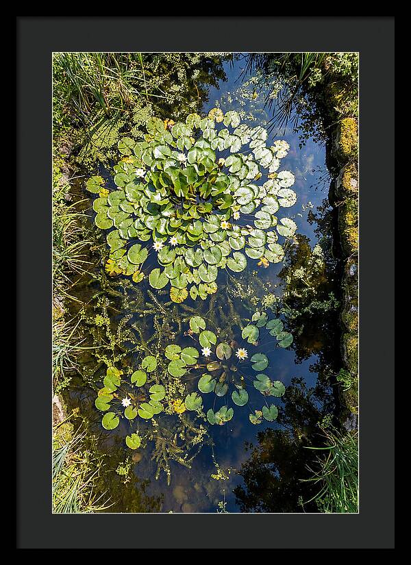 Lily Pond Serenity