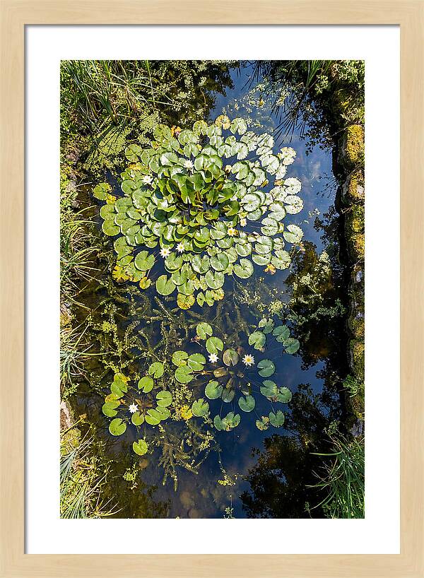 Lily Pond Serenity