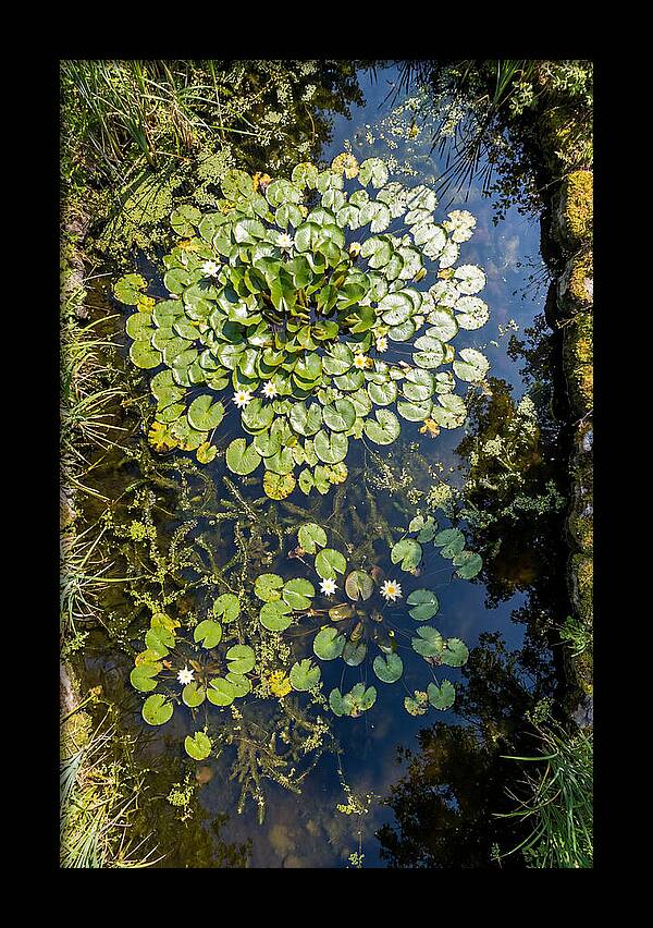 Lily Pond Serenity