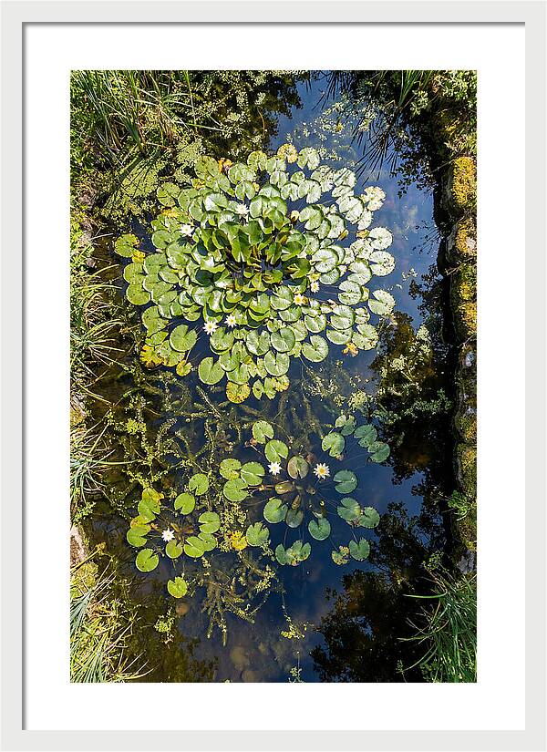 Lily Pond Serenity