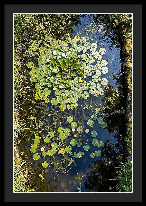 Lily Pond Serenity