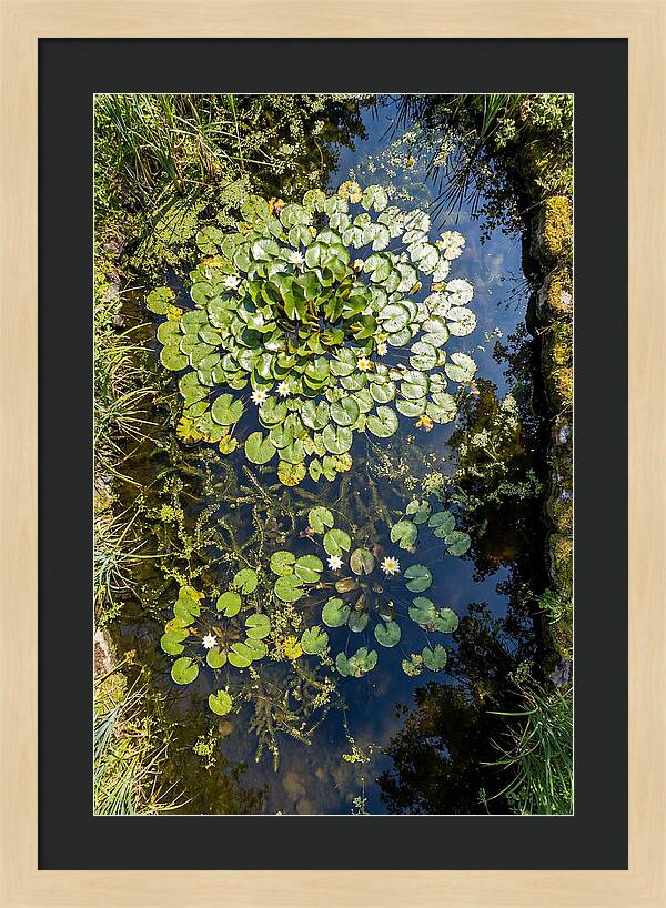 Lily Pond Serenity