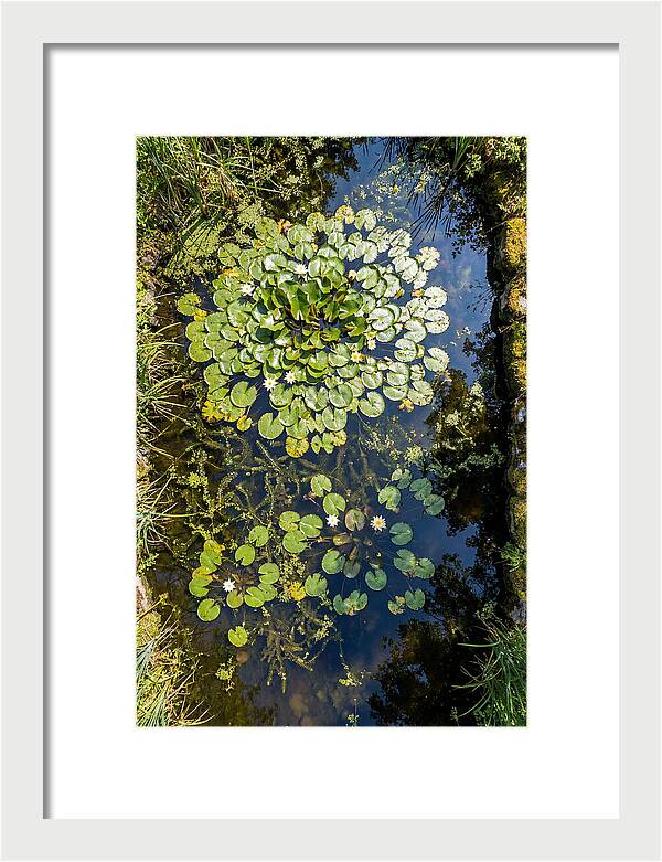 Lily Pond Serenity
