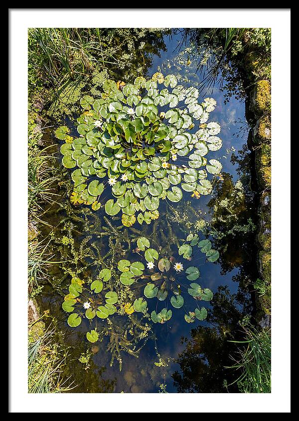 Lily Pond Serenity