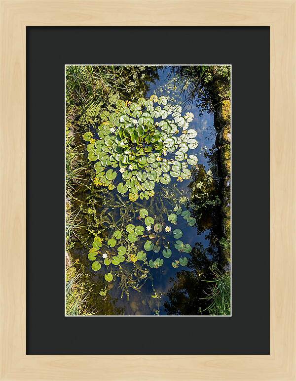 Lily Pond Serenity
