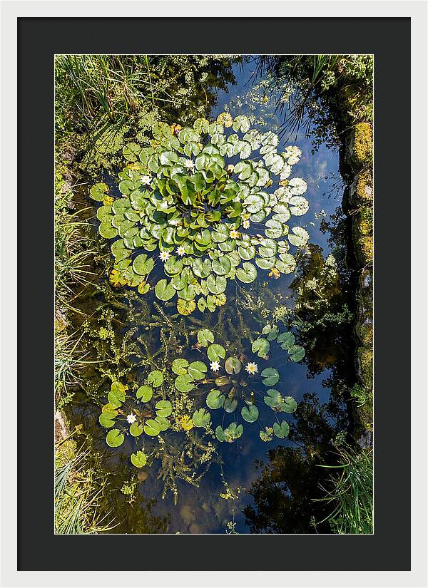 Lily Pond Serenity